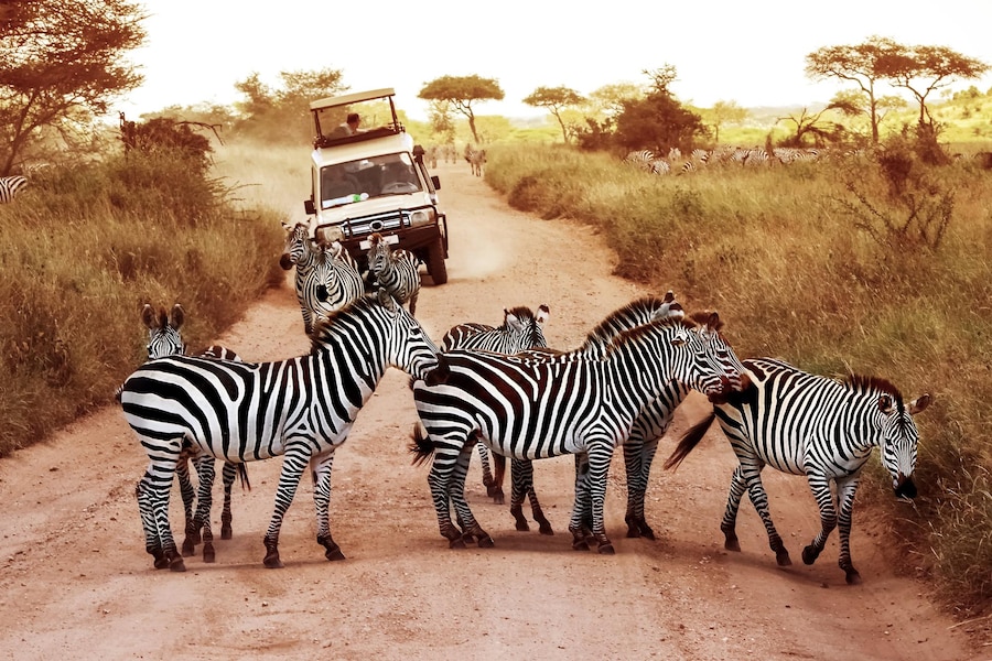 Wildlife Safari Adventure