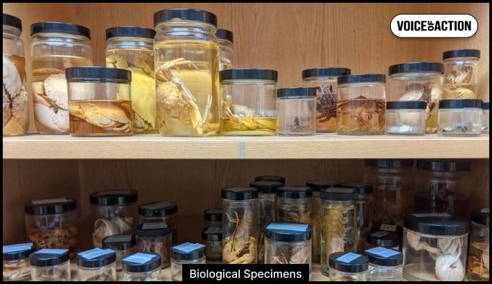 Biological Specimens