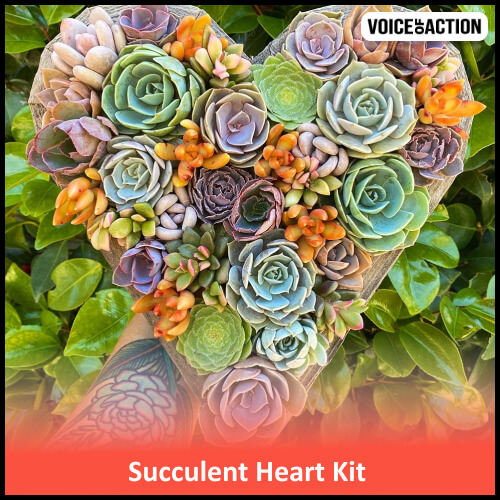 Succulent Heart Kit