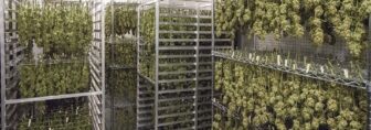 Properly Clean and Store Your Cannabis Drying Netting