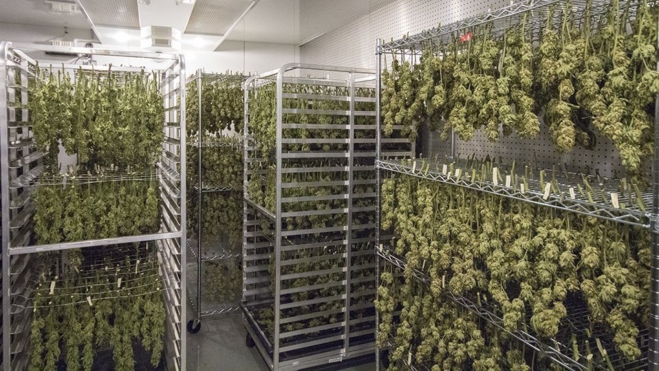 Properly Clean and Store Your Cannabis Drying Netting
