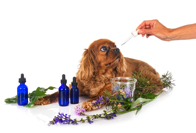 Spectrum Hemp Oil On Dogs' Well-Being