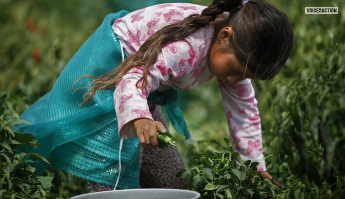 Agricultural Sector Has The Highest Child Labor