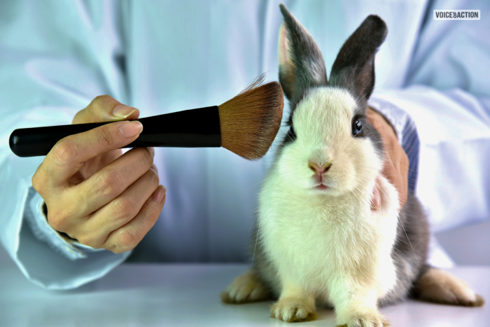 What Are The Makeup Brands That Test On Animals